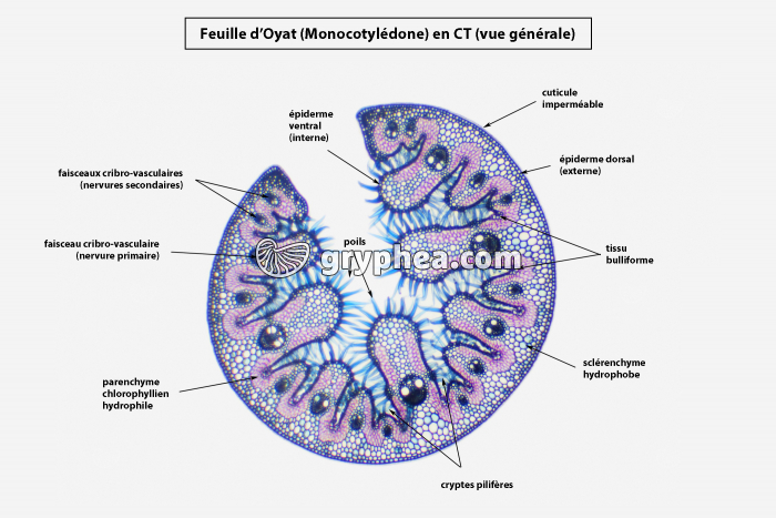 Feuille d'Oyat CT x10 (vue légendée) - gryphea.com